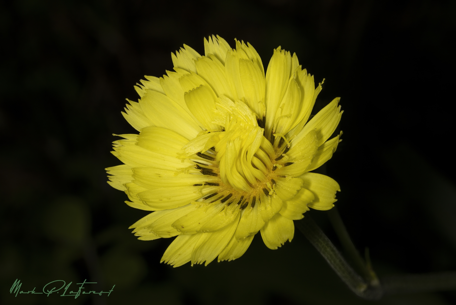 /gallery/north_america/USA/Texas/austin/Texas Dandelion April 2024-001_med.jpg